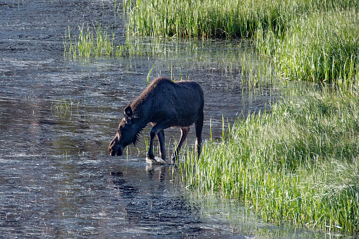 Moose cow wading in pond in high mountain meadow north of Rocky Mountain National Park in Colorado, USA, North America.