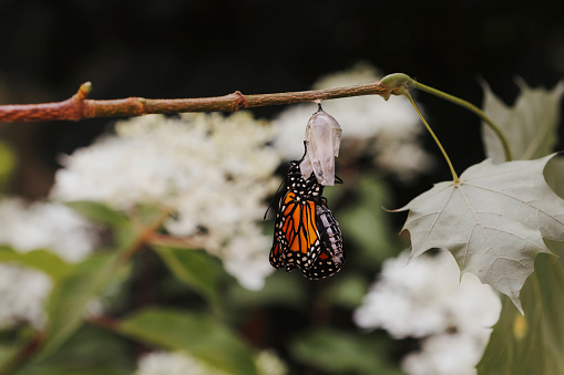 A monarch butterfly, emerging from its chrysalis.