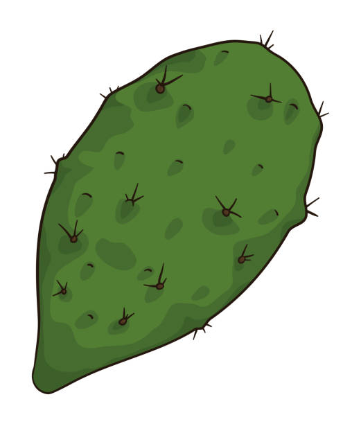 illustrazioni stock, clip art, cartoni animati e icone di tendenza di blocco di nopal in stile fumetto su sfondo bianco, illustrazione vettoriale - prickly pear pad