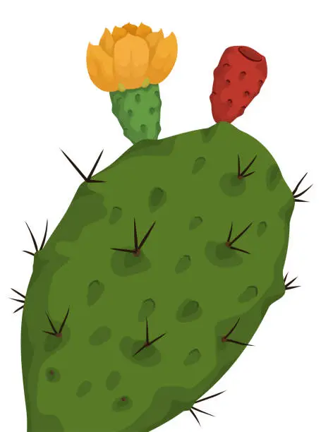 Vector illustration of Close-up view of a nopal with flower and fruit, Vector illustration