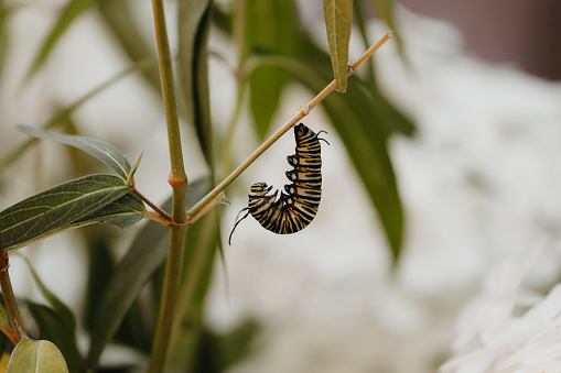 A monarch caterpillar, hanging in J formation, ready to transform into a chrysalis.