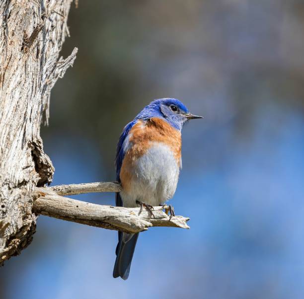 istock Selective focus shot of an Eastern bluebird perched on a tree branch 1487364105