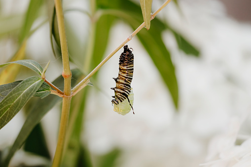 Monarch butterfly (danaus plexippus) inside chrysalis cocoon, seconds before emerging