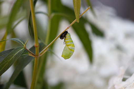 A monarch caterpillar, hanging upside down, splits its skin as it transforms into a chrysalis.