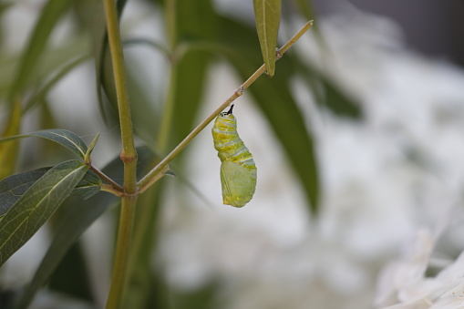 A monarch chrysalis, hanging upside down, has wriggled out of its caterpillar skin only moments ago.