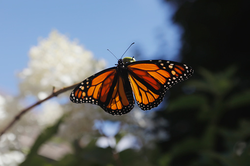 A beautiful monarch butterfly dries its wings after emerging from its chrysalis.