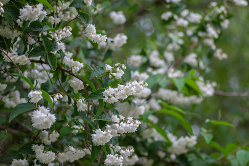 Deutzia scabra fuzzy pride of rochester white flowers in bloom, crenate flowering plants, shrub branches with buds and green leaves, Candidissima cultivar