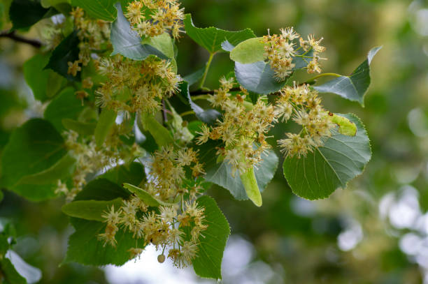istock Tilia cordata linden tree branches in bloom, springtime flowering small leaved lime, green leaves 1487367795