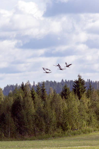 View of common crane birds flying in Finland