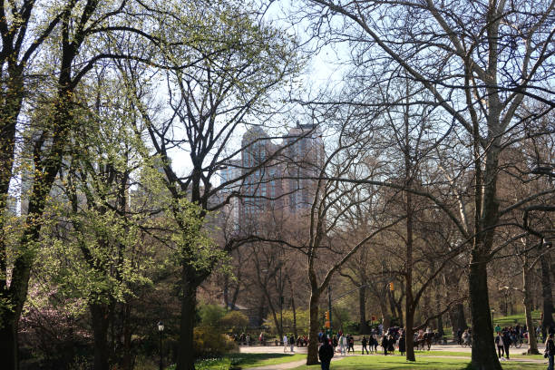 istock Edge of Central Park 1487368474