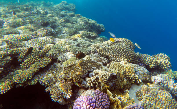istock View of Sharm El Sheik coral reef 1487368797