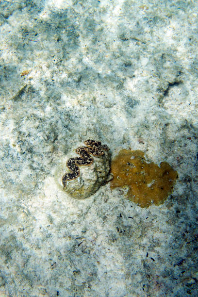 istock Photo of tridacna clam 1487368841