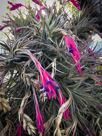 Air plants do not need soil for nourishment and are very easy to keep. Blooming in air plants starts in spring and summer.