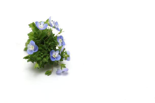 istock Persian speedwell flower isolated on a white background. 1487370297