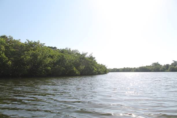 istock Canal and Mangroves 1487370541
