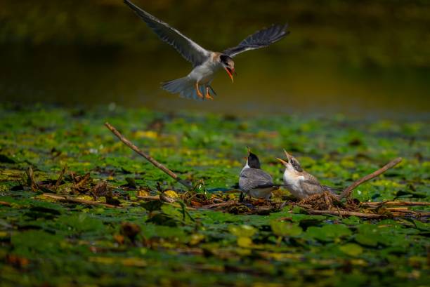 istock Majestic white bird is lovingly feeding its chicks in a tranquil pond surrounded by lush vegetation 1487370571