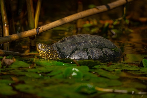 A close-up of a turtle submerged in a tranquil water of a pond in Danube delta