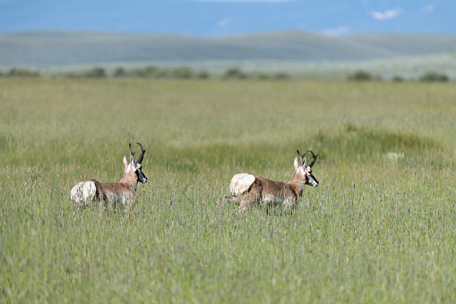 Antelope or Pronghorn moving through fields of tall grass in northern Colorado near Walden, USA, North America