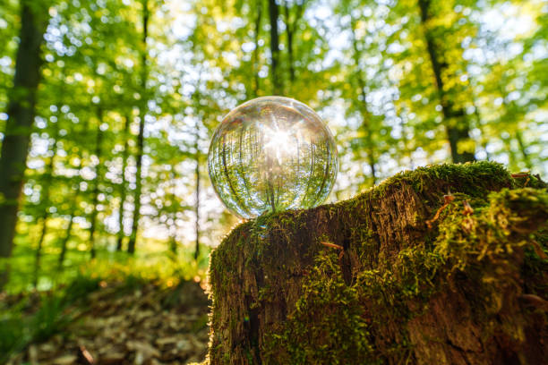 Environment Concept - Crystal Earth On moss In Forest With Ferns And Sunlight - Environment, save clean planet, ecology concept.