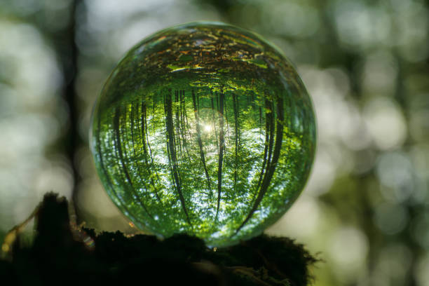 istock Environment Concept - Crystal Earth On moss In Forest With Ferns And Sunlight - Environment, save clean planet, ecology concept. 1487372941