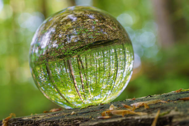 istock Environment Concept - Crystal Earth On moss In Forest With Ferns And Sunlight - Environment, save clean planet, ecology concept. 1487372975