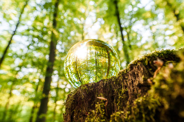 istock Environment Concept - Crystal Earth On moss In Forest With Ferns And Sunlight - Environment, save clean planet, ecology concept. 1487372979
