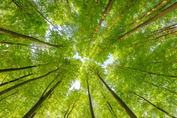 istock Springtime forest with setting sun shining through leaves and branches. Nature, forestry, habitat, environment and sustainability concepts 1487373017