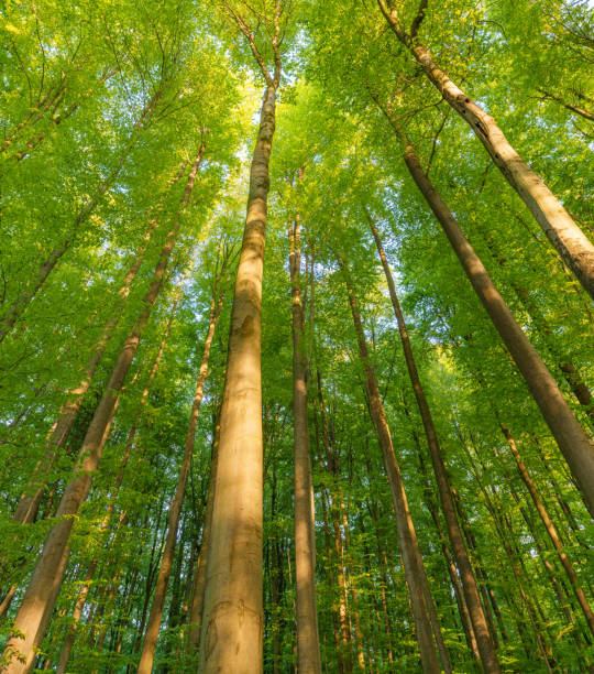 istock Springtime forest with setting sun shining through leaves and branches. Nature, forestry, habitat, environment and sustainability concepts 1487373078