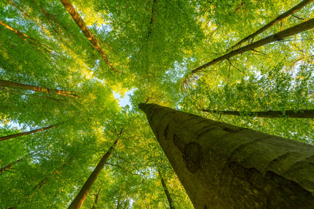 istock Springtime forest with setting sun shining through leaves and branches. Nature, forestry, habitat, environment and sustainability concepts 1487373113