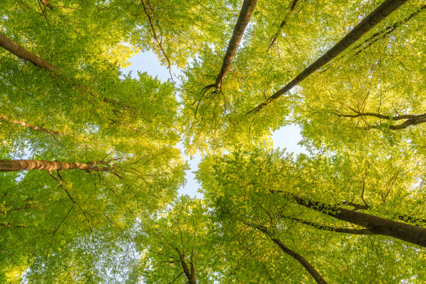 istock Springtime forest with setting sun shining through leaves and branches. Nature, forestry, habitat, environment and sustainability concepts 1487373159