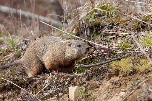 The groundhog (Marmota monax), also known as a woodchuck