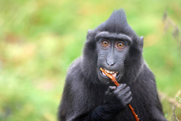 istock The Celebes crested macaques (Macaca nigra), also known as the crested black macaques, Sulawesi crested macaque, or the black ape 1487374042