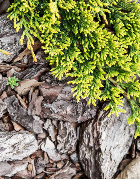 Golden Carpet, Creeping Juniper against the background of bark Evergreen coniferous branches of Juniperus horizontalis Golden Carpet, Creeping Juniper against the background of bark juniperus horizontalis stock pictures, royalty-free photos & images