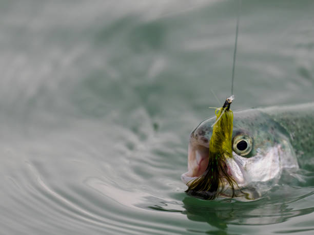istock Hooked Rainbow Trout Oncorhynchus mykiss with Green Fly 1487375273