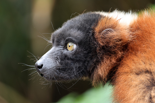 red ruffed lemur (Varecia rubra) portrait