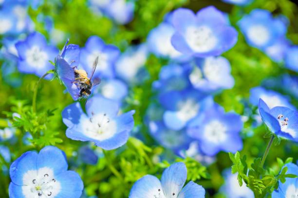 istock A black worker bee collecting nectar covered in pollen in a beautiful blue nemophila field 1487377436
