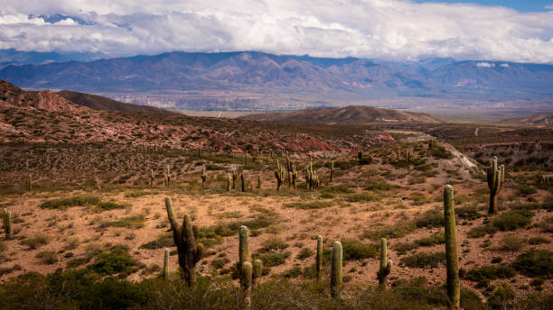 Parque Nacional los Cardones
