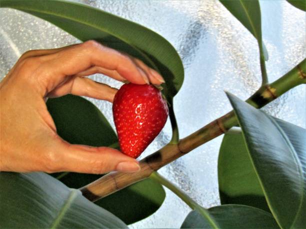 Woman hand with strawberry.