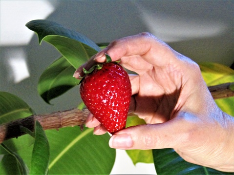 Woman hand with strawberry.
