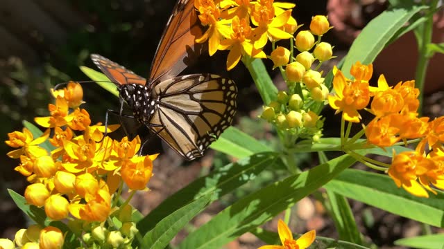 Monarch butterfly feeds on milkweed flowers