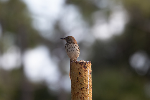 A Brown Thrasher perched on a pole, scouting its surroundings and singing to mark its territory.
