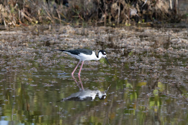istock A Black Necked Stilt Reflecting on the Water 1487379802