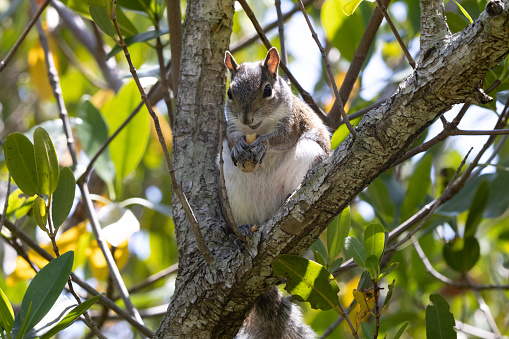 squirrel in a park; Sri Lanka