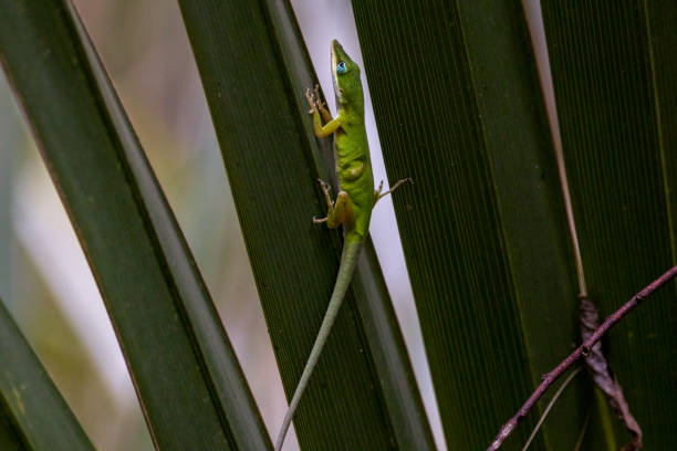 istock A green anole with blue eyes on a frond 1487379954