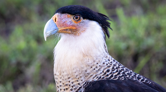 An up-close and personal view of a Crested Caracara, showcasing its powerful beak and piercing eyes