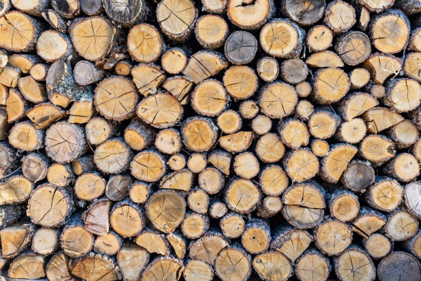 istock OAK FIREWOODS LOGS CUTTED AND STACKED IN THE FOREST. 1487380761
