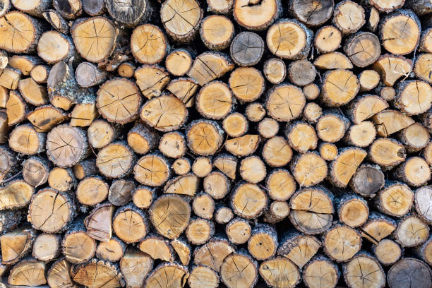 oak firewoods logs cutted and stacked in the forest. - cottage autumn wood woods imagens e fotografias de stock
