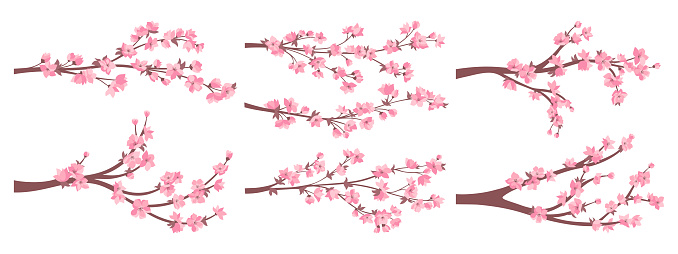 Cherry blossom sakura twigs with pink flowers collection. Elegant Japanese blooming branches plant with flowers set. Asian Chinese spring decorative cherry blossoming. Vector oriental illustration