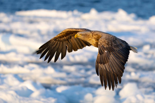 istock White Tailed Eagle in Flight Over Drift Ice in Hokkaido Japan in Winter 1487381750