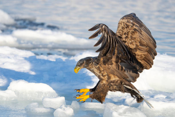istock White Tailed Eagle in Flight Over Drift Ice in Hokkaido Japan in Winter 1487381822